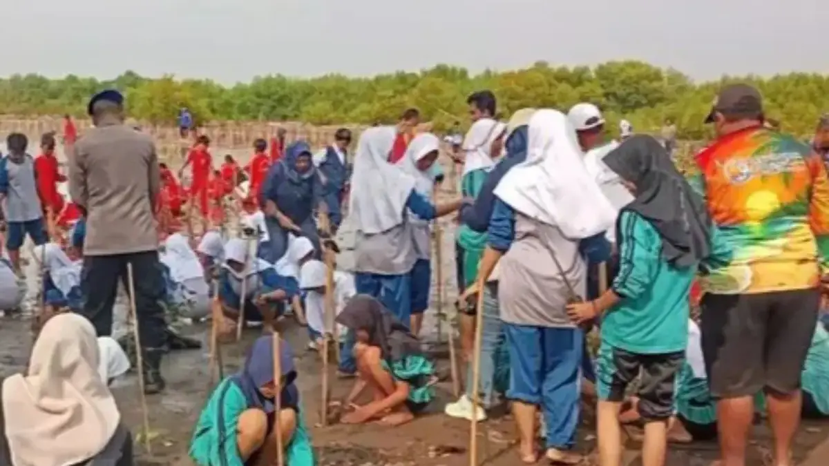 Cegah Abrasi, Belasan Ribu Bibit Mangrove Ditanam di Pesisir Indramayu cegah abrasi indramayu