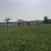 sawah produktif