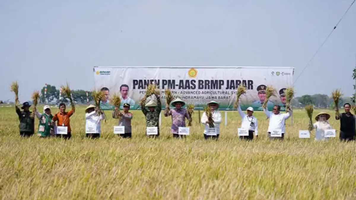 Panen Perdana Sistem PM-AAS di Kecamatan Trisi Hasilkan 10 Ton per Hektare panen perdana indramayu