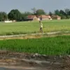 tanaman padi