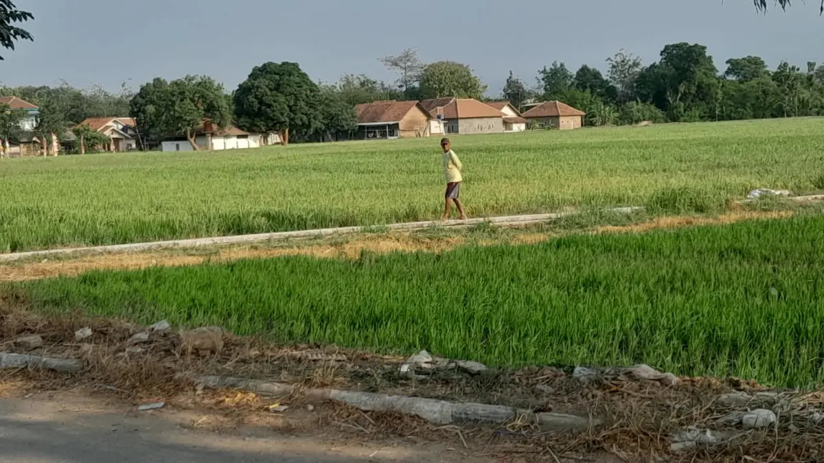 Harga Gabah Turun, Petani Cirebon Mulai Hadapi Krisis Air tanaman padi
