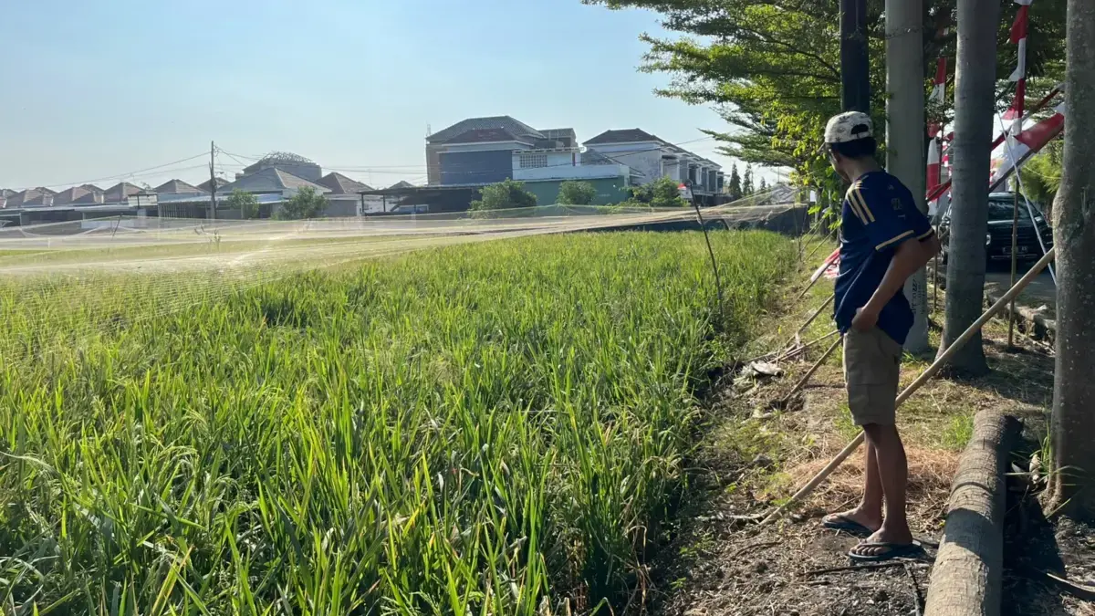 Kemarau Mengancam, BPBD Cirebon Aktifkan Posko Siaga Darurat Kekeringan dan Karhutla petani Cirebon