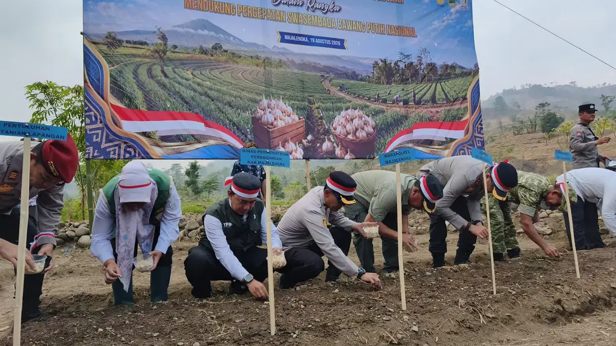 Tanam bawang putih