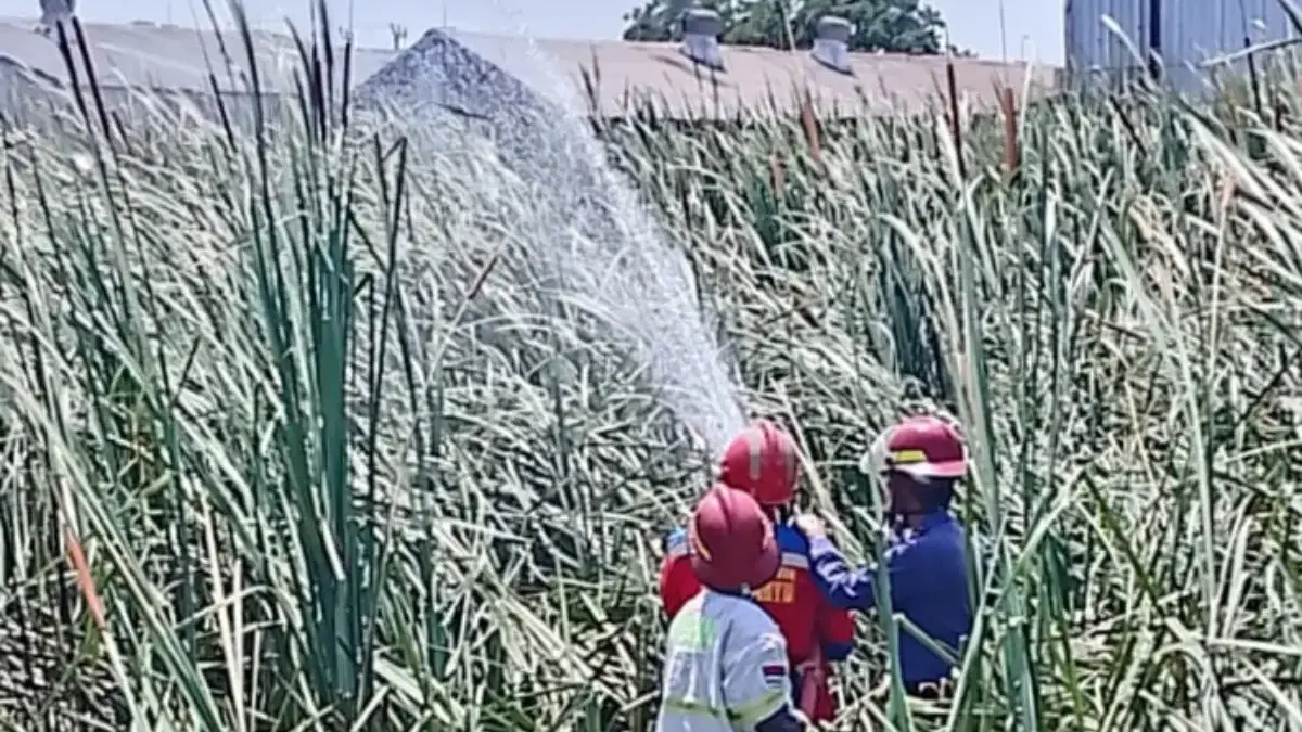 Gara-gara Puntung Rokok, Hutan Kota di Indramayu Nyaris Terbakar Habis Damkar Indramayu berupaya memadamkan api di wilayah Hutan Kota Kayu Putih,