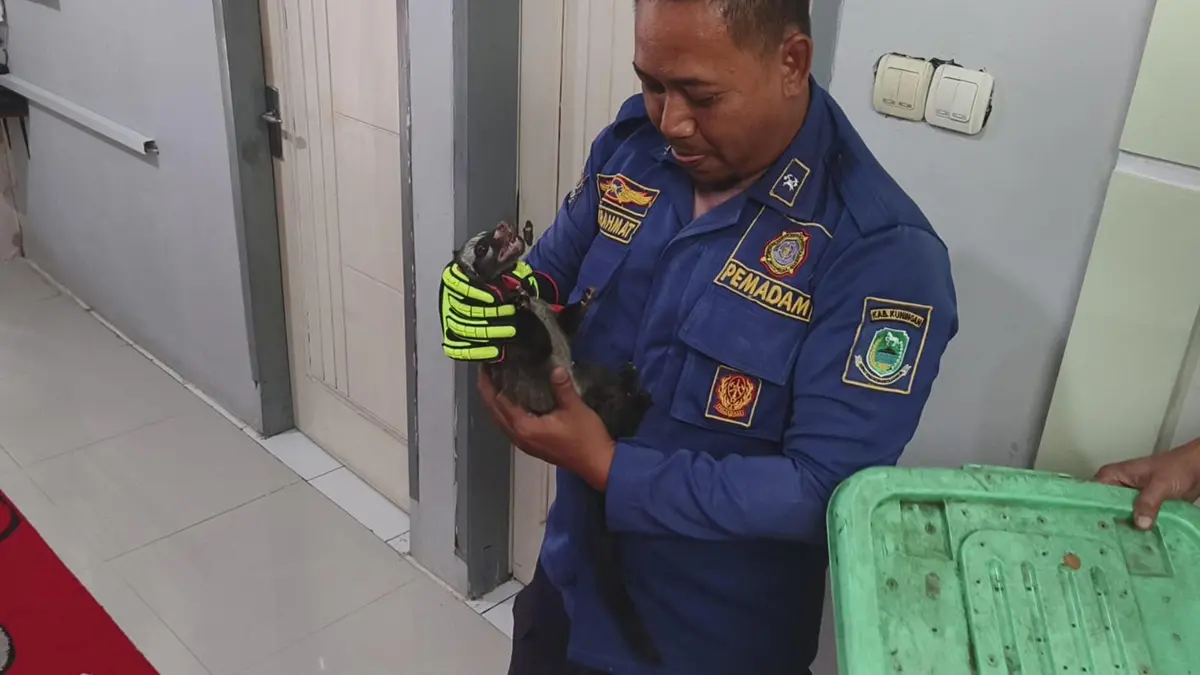 Musang Masuk Rumah Warga di Caracas Kuningan, Damkar Turun Tangan Musang masuk rumah di Kuningan