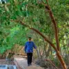 Kuwu Desa Ambulu Sunaji memantau hutan mangrove di Pesisir Ambulu