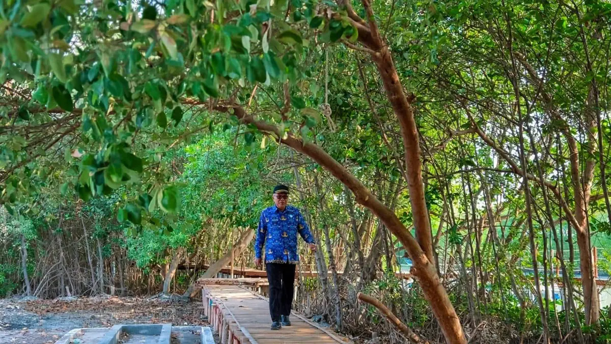 Kuwu Desa Ambulu Sunaji memantau hutan mangrove di Pesisir Ambulu