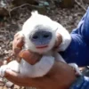 Bayi Surili yang Terjebak Karhutla Gunung Ciremai