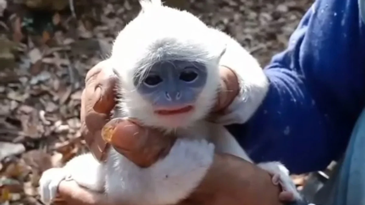 Bayi Surili yang Terjebak Karhutla Gunung Ciremai